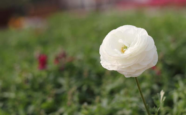 Persian Buttercup Flowers Pictures