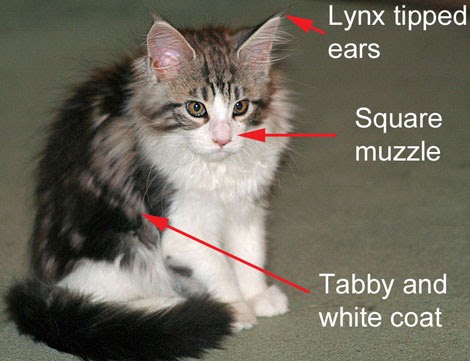 Maine Coon: Maine Coon Kitten with Breed Characteristics