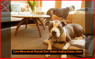 Cara Menyamak Rumah Dari Jilatan Anjing