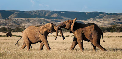 http://namibia-luxury-accommodation.com/hotel/doro-nawas-camp/