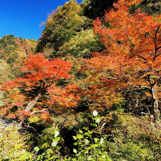 中津峡　紅葉　持桶　女郎もみじ