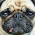 Do pets really feel discomfort such as we do?