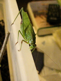 katydid