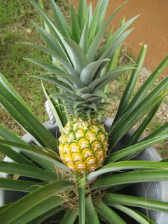 Pineapple