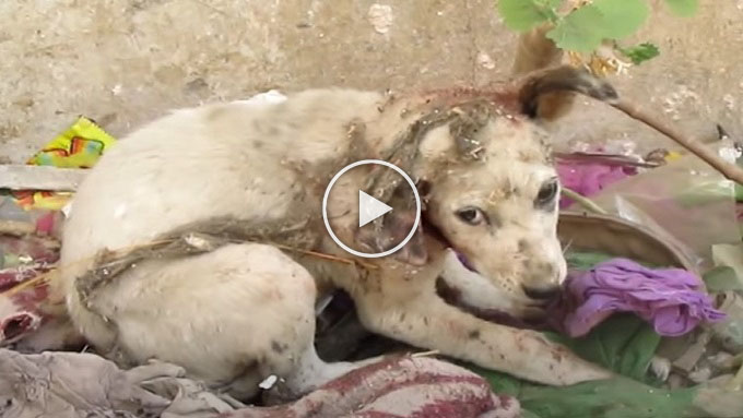 A puppy is saved with a torn ear after it screams in pain..