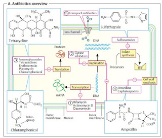 Antibioticos Overview