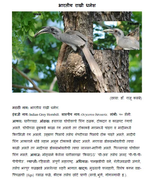 Grey Hornbill Dhanesh bird information in marathi