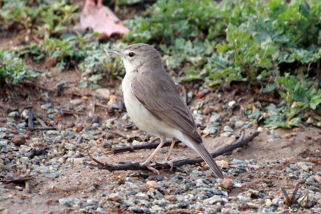 Booted Warbler / Sykes's Warbler