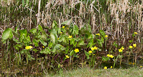 Marsh Marigold, Caltha palustris, in the pond in Spring Park, 24 April 2013.