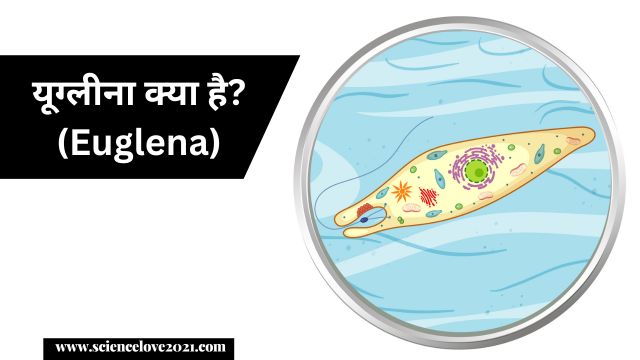 यूग्लीना क्या है?(Euglena): वर्गीकरण, लक्षण तथा रचना का अध्ययन|Hindi