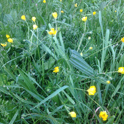 Creeping Buttercup Spring Wildflower at Arnold Arboretum