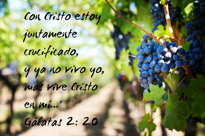 Viñedo y uvas con texto bíblico de vida cristiana