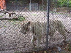 2006.08.28-009 tigre blanc