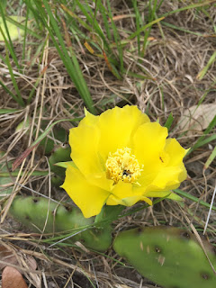 Cactus flower