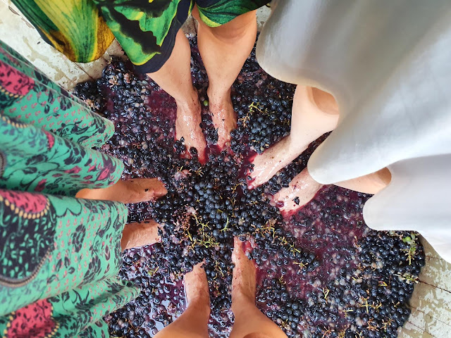 Blog Apaixonados por Viagens - Vinhos da Miolo - Mais uma Safra Lendária