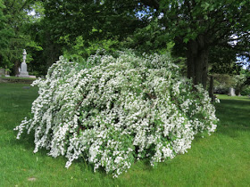 bridal wreath spiraea