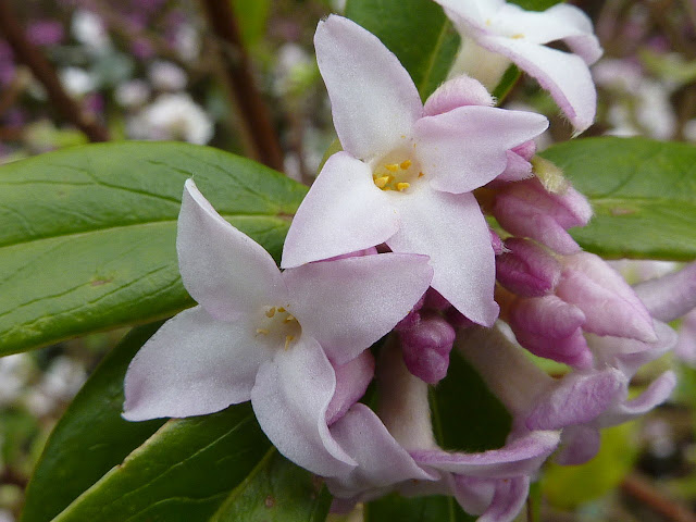 Daphne bholua Jacqueline Postill