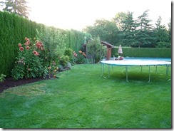 yard 8-6-13 002