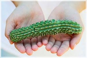 Hoodia Gordonii