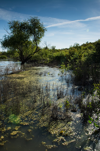 Bittern Marsh Trail, LLELA