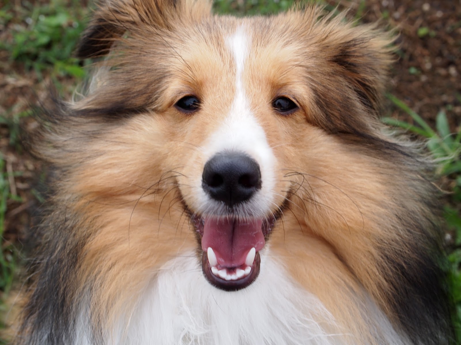 犬と池をめぐる生活 犬 目ぇ小っさ