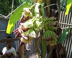 Koleksi Foto Pohon Pisang Buah Bercabang