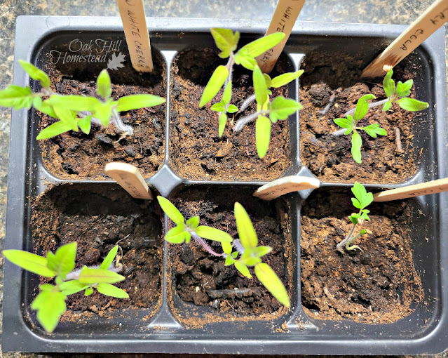 Tomato seedlings in plastic grow cells