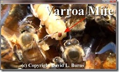 Varroa Mite