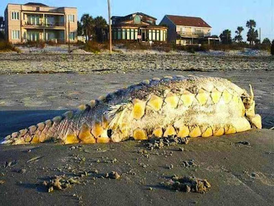 Ikan Purba di pinggir Pantai Folly Carolina 