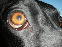 Dog Eye Allergies3