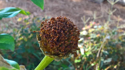 fiore appassito Zinnia (con semi)