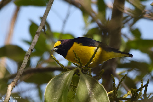 Purple-throated Euphonia Euphonia chlorotica serrirostris Fim-Fim Tangará Común