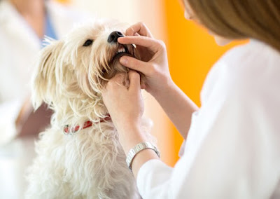 5 Ways to Help Keep Your Dog's Teeth and Gums Healthy