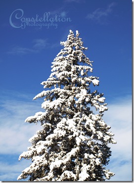 FrostedPine2