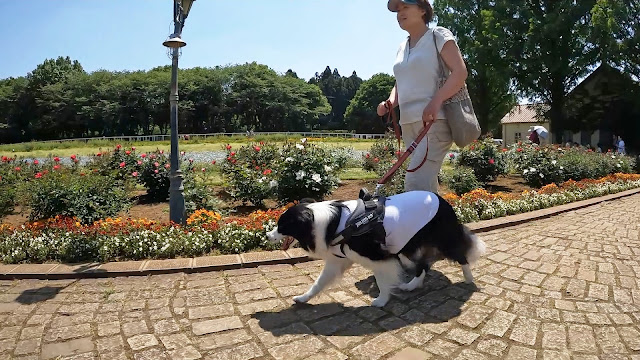 保護犬 ボーダーコリー トーマ こもれび森のイバライド