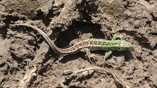 Lacerta agilis agilis male DSC52128