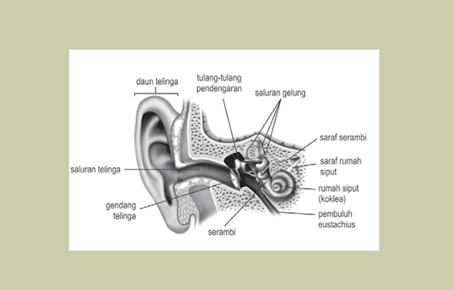 Telinga Sebagai Indera Pendengaran