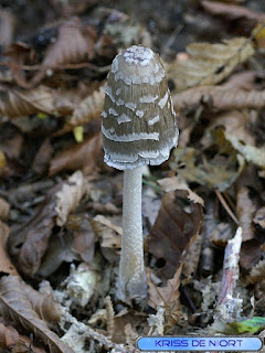 Coprinopsis picacea - Coprin pie - Coprin noir et blanc