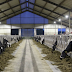 LTO start samenwerking met Agrilight uitrol LED verlichting in stallen