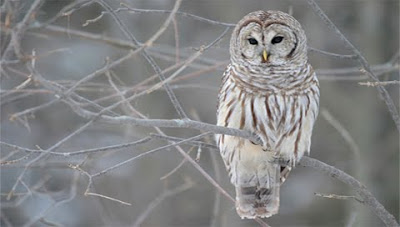 Great Grey owl in a tree