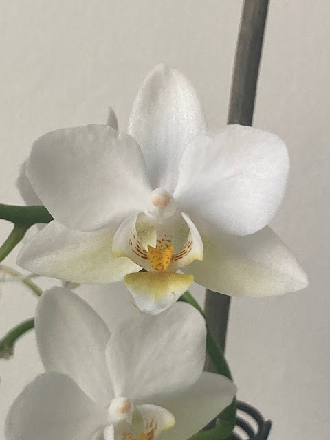 Orchid bloom