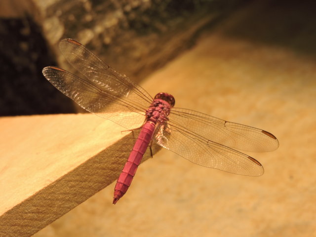 libélula grande y con alas transparentes de color fucsia