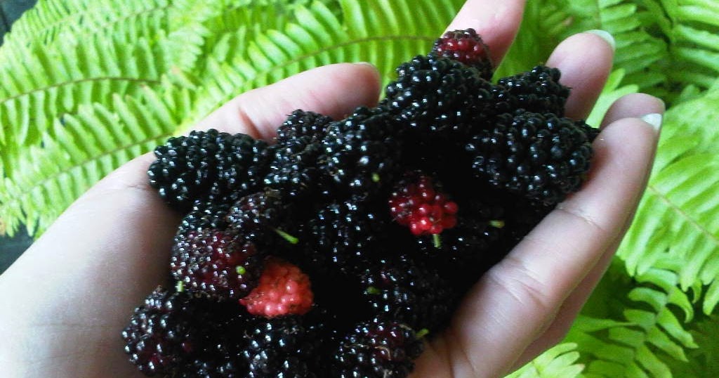 Tanam yuk Urban farming: Mulberry Murbei vs Blackberry