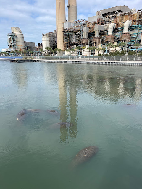 manatees and power plant