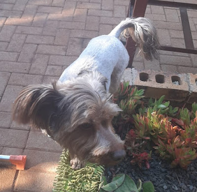 Chester 5 year old Yorkie boy standing in garden