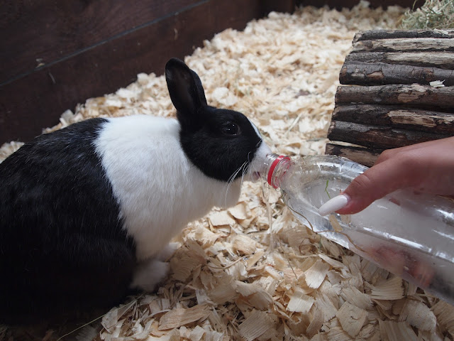 Godstone Farm, Surrey Review - rabbit drinking ice water