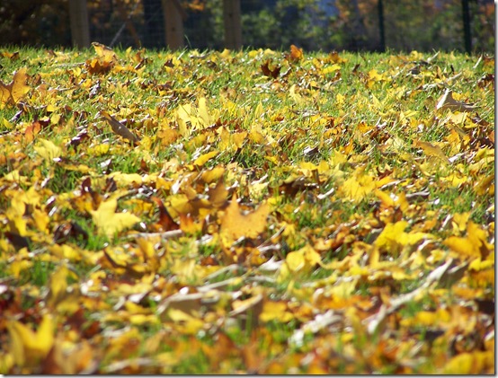 Fall 392