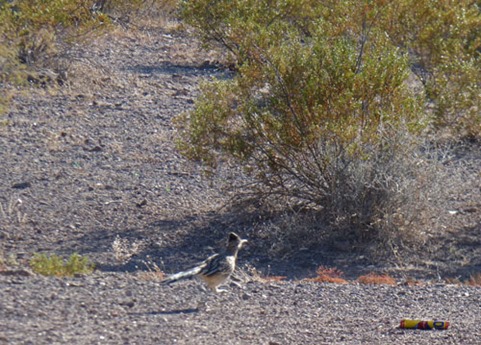 Road Runner