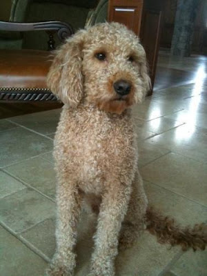 goldendoodle rescue. Goldendoodle Rescue Texas. on it. We decided then as a group that we would