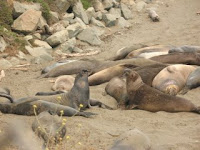 elephant seals